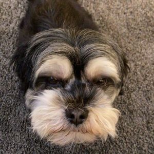 Meet your Posher, Anna